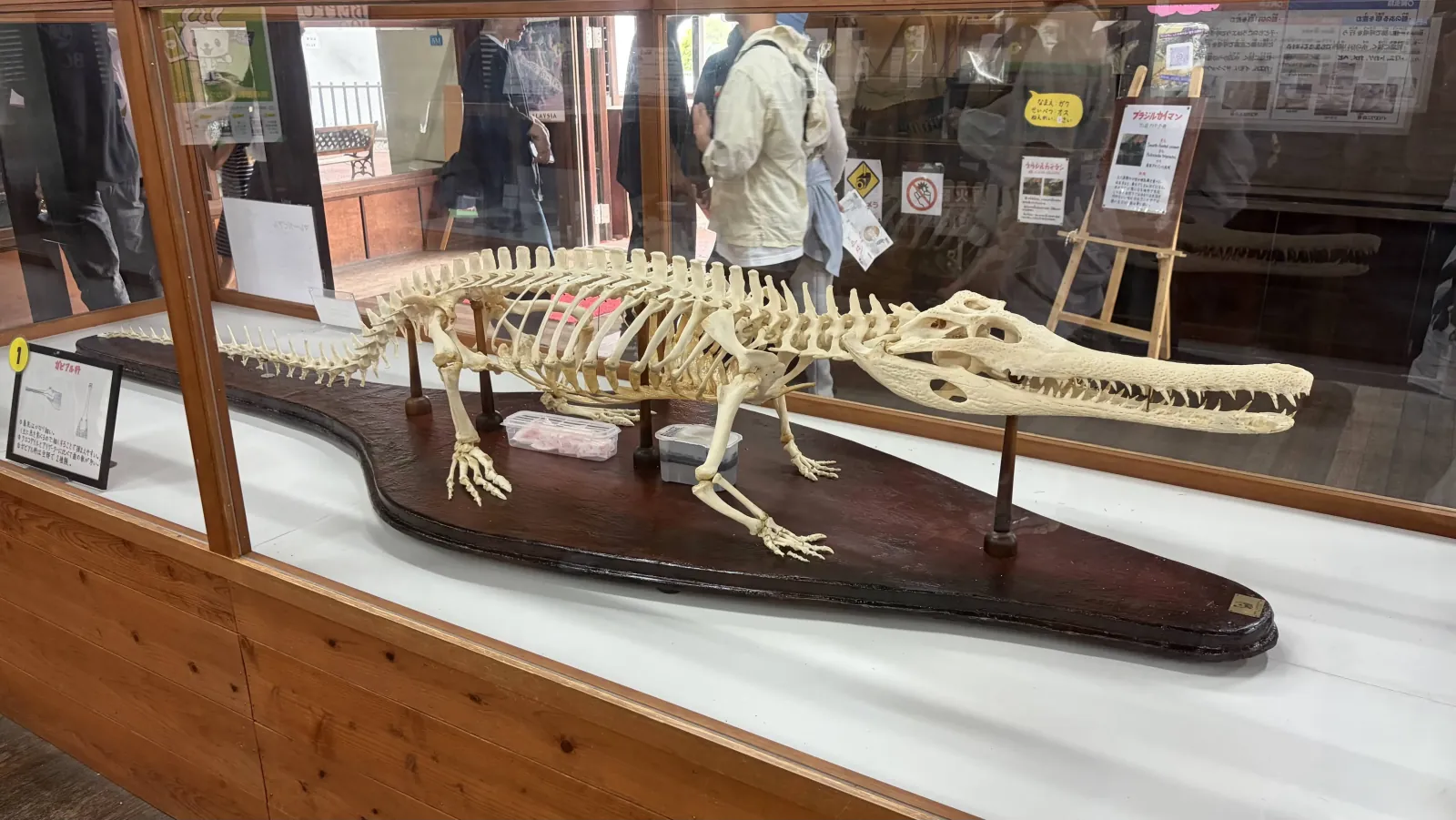Skeleton of a crocodile