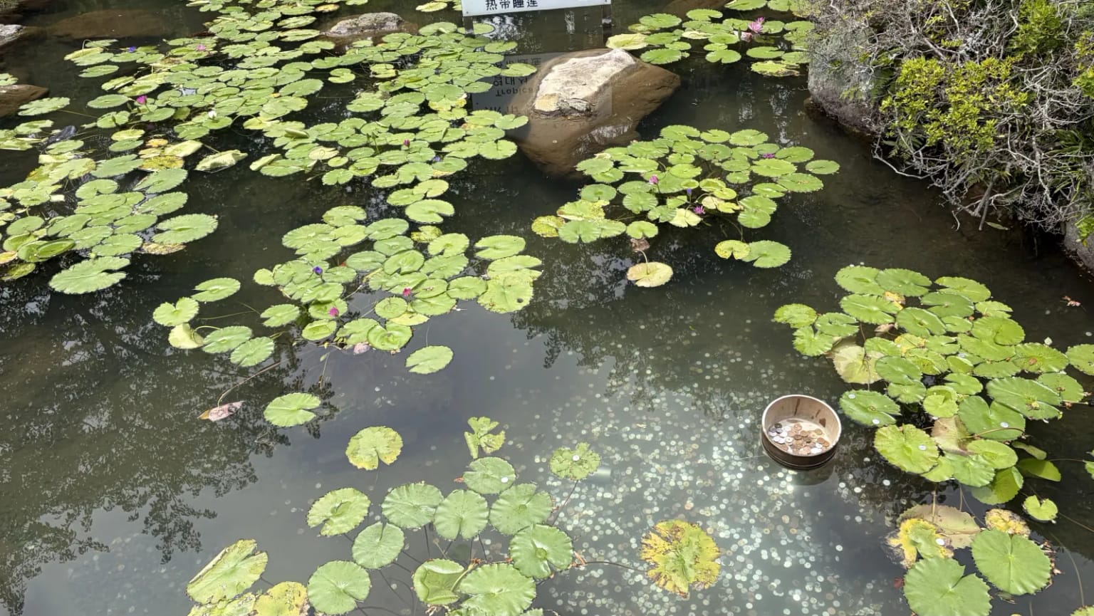 The coin bowl in water