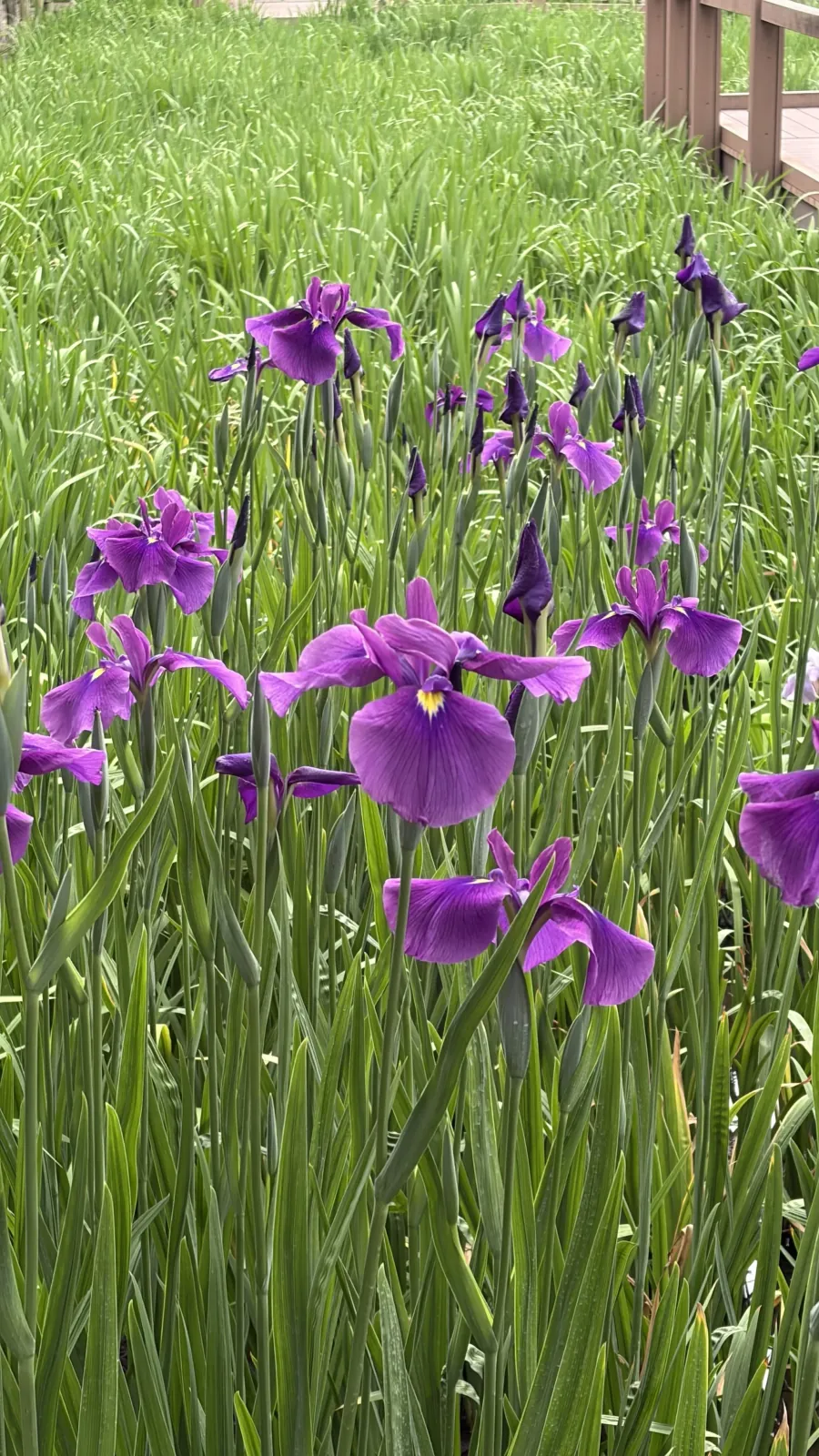 Flowers in the Maizuru Park