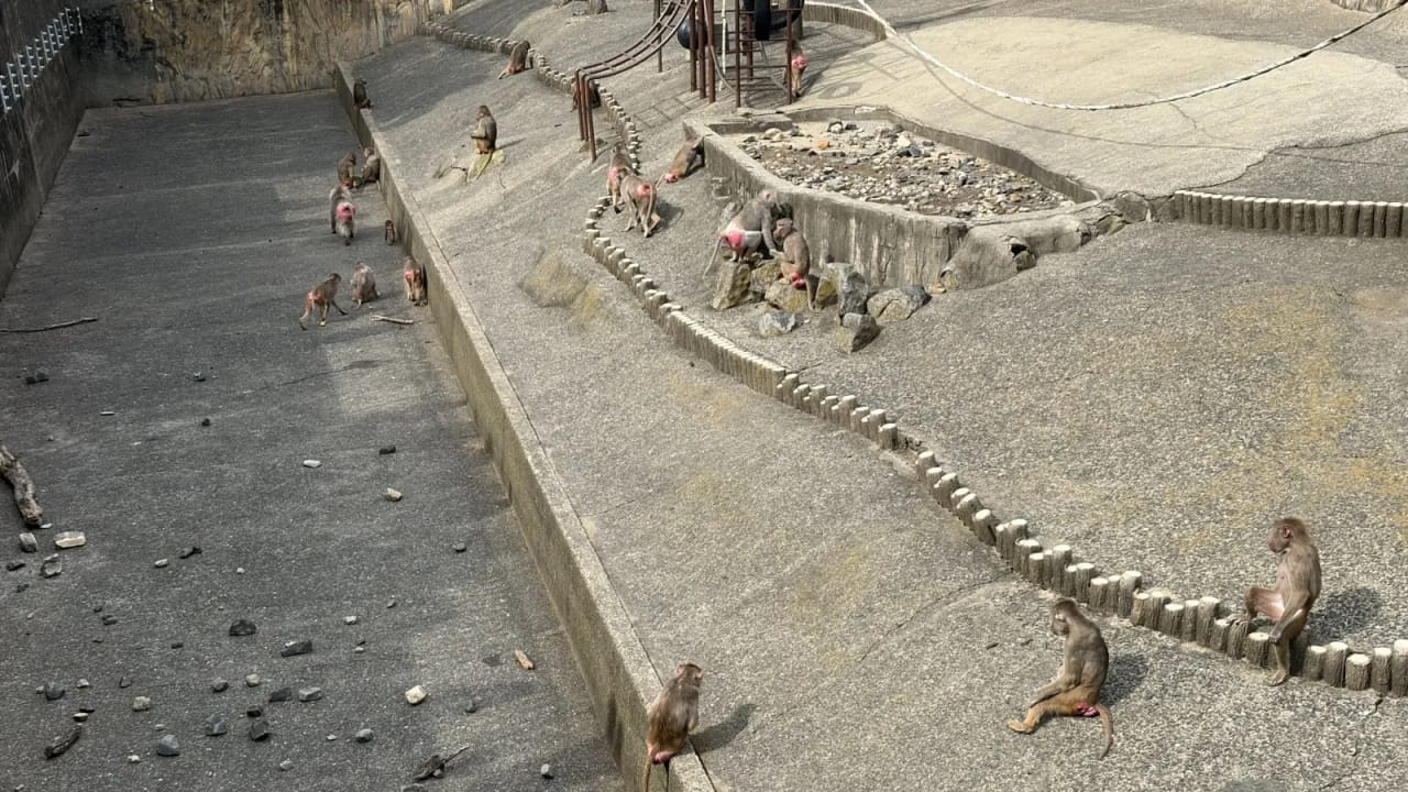Baboons at Kujukushima Zoo