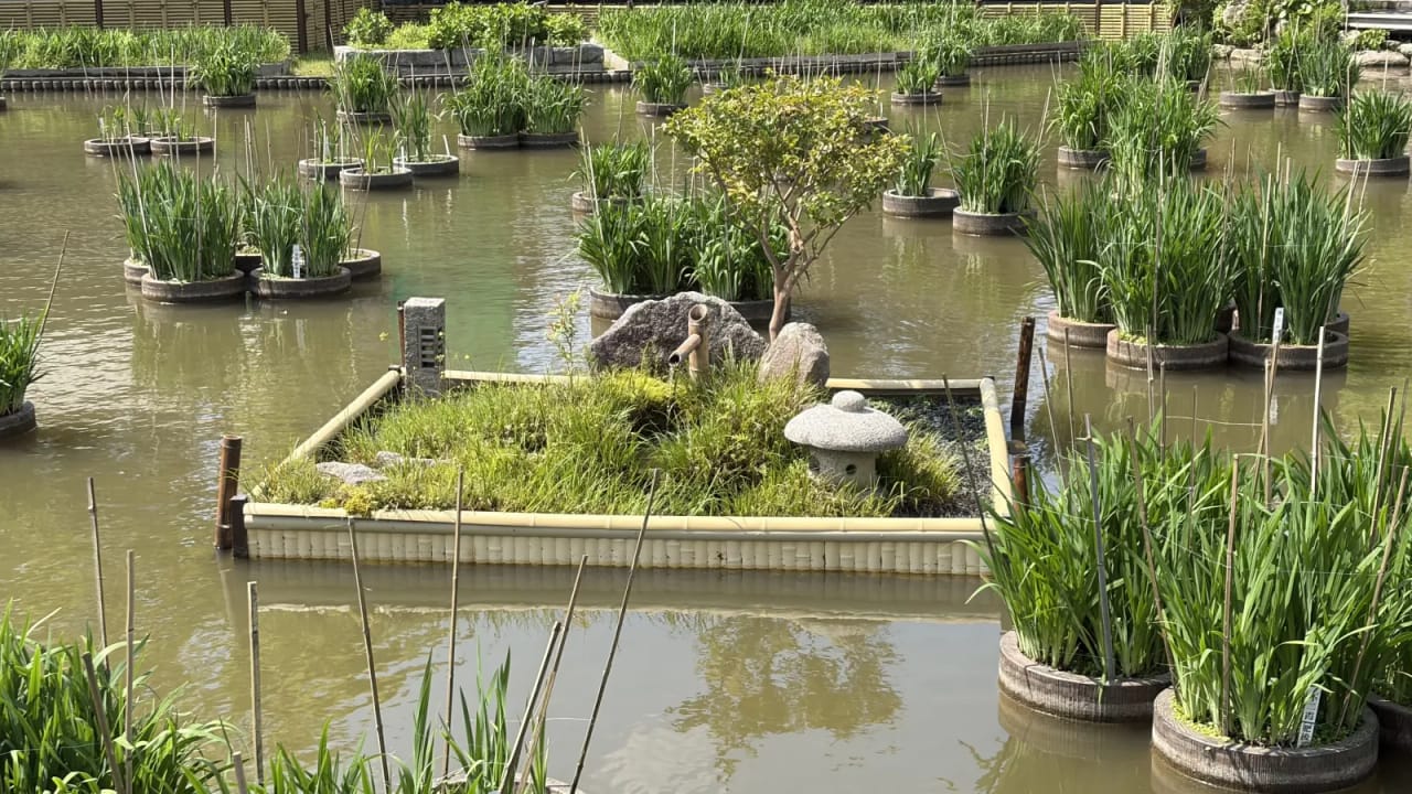 Iris pond