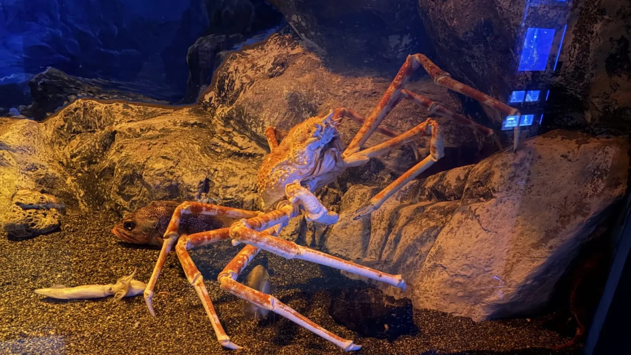 Giant crab in a tank