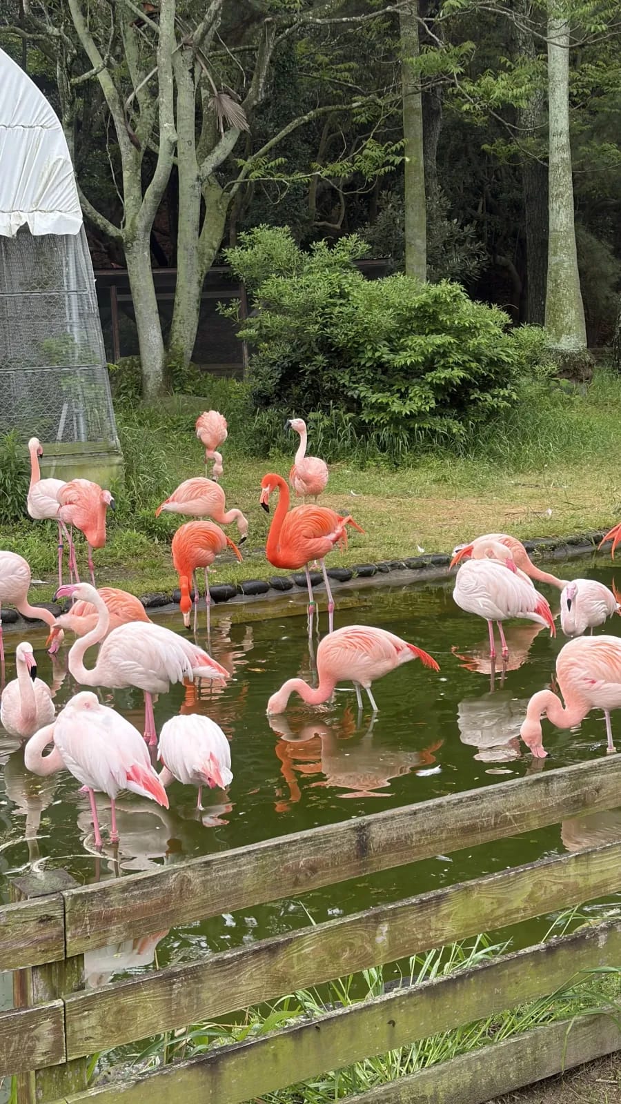Flamingos