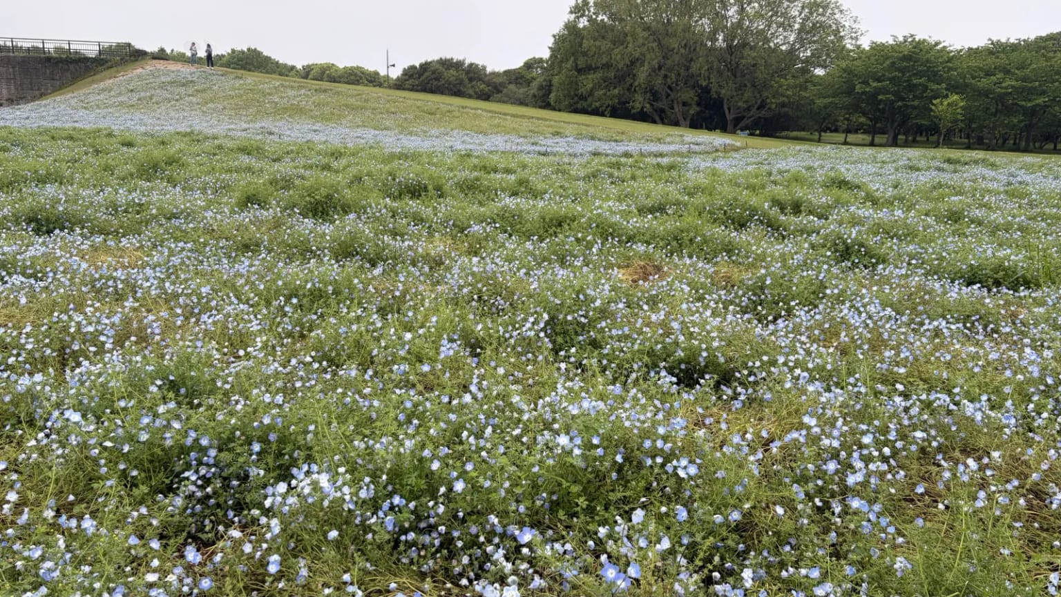 Himmel's flowers