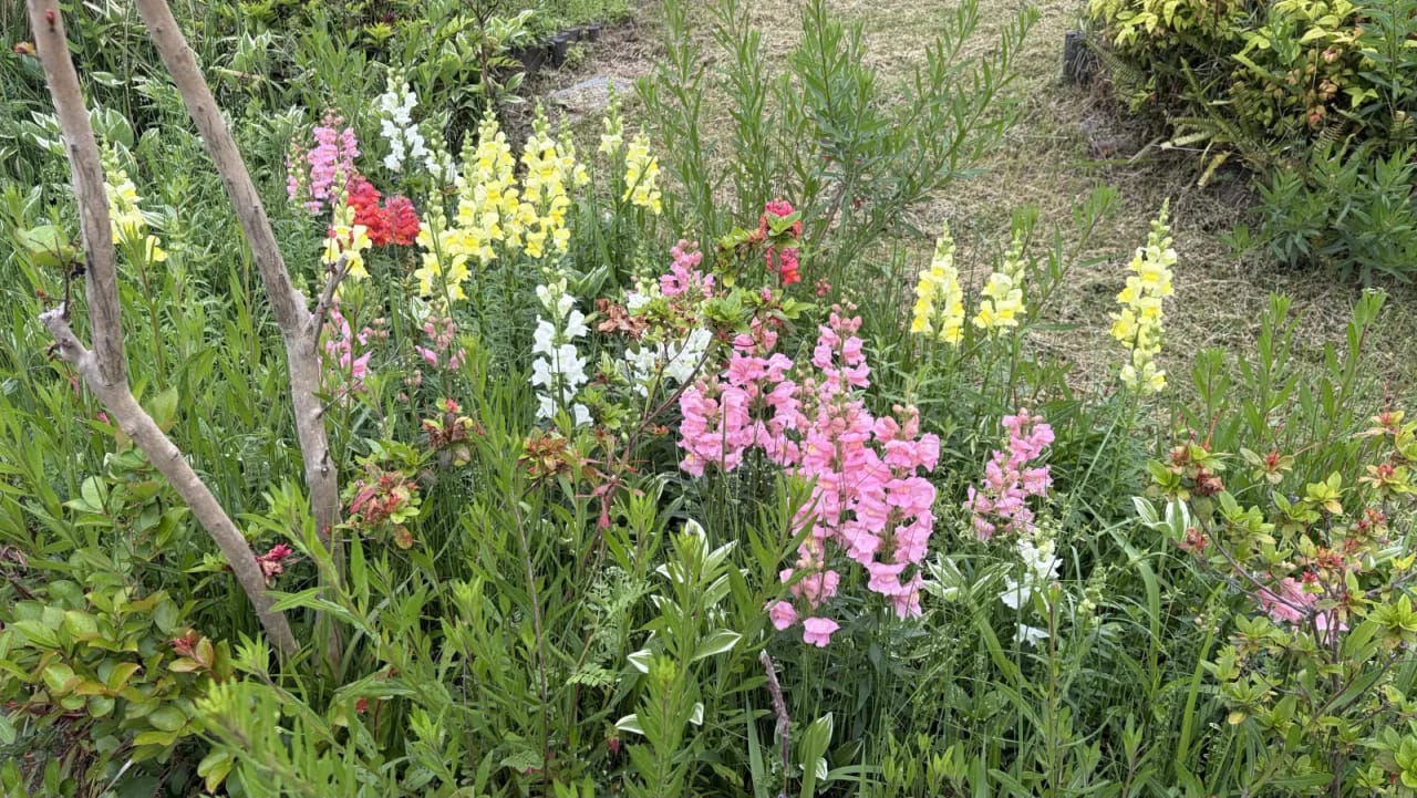 Flowers at Symphony Garden